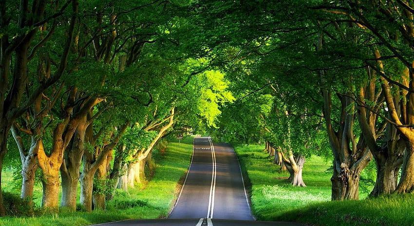 most-beautiful-green-nature-in-the-world.jpg