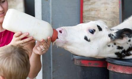 Dairy cow calf feeding from a bottle outside of pen
