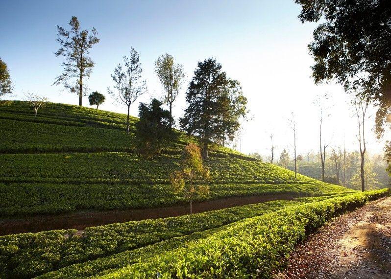 Le piantagioni di tè a Nuwara Eliya, Sri Lanka.
©Matt Munro/Lonely Planet