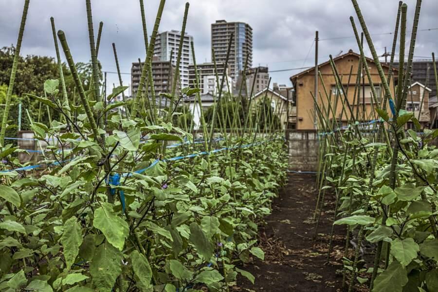 A Mitaka, des plants d’aubergine, au pied des immeubles