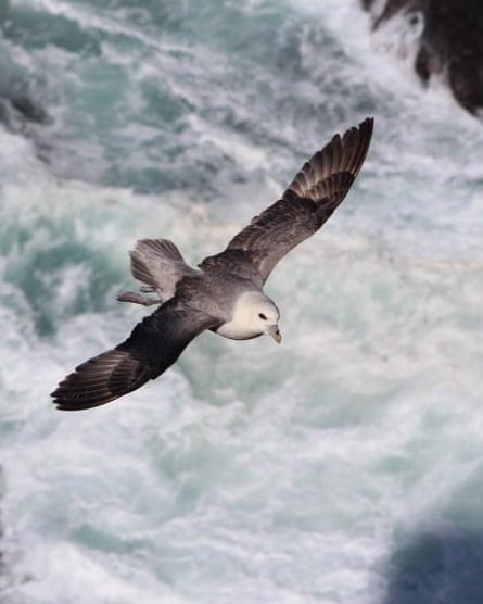 A fulmar off the cliffs of Rathlin Island.