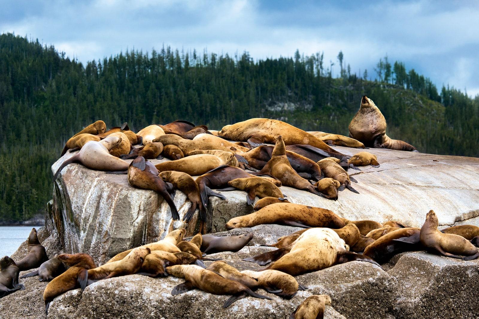 Sea lions basking on the rocks