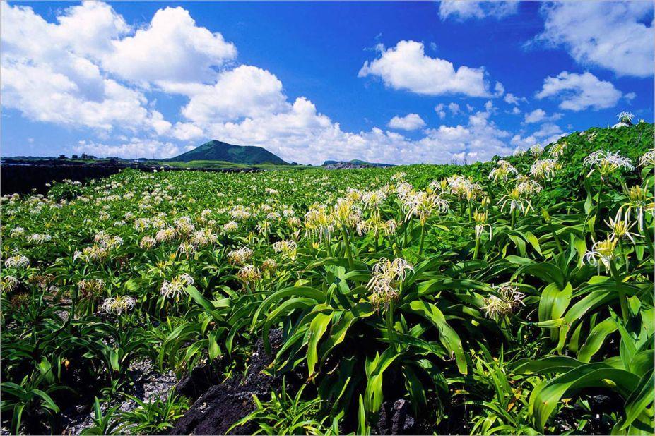 <strong>Tokkiseom: </strong>​When covered in white flowers in summer (this is the only place in Korea where crinum grows), this small island off Jeju is said to look like a white rabbit from a distance. Hence its name, which means 